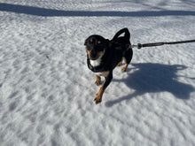 Load image into Gallery viewer, MLO Syntheitic Winch Line Dog Leashes