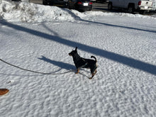 Load image into Gallery viewer, MLO Syntheitic Winch Line Dog Leashes