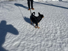 Load image into Gallery viewer, MLO Syntheitic Winch Line Dog Leashes