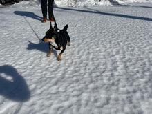 Load image into Gallery viewer, MLO Syntheitic Winch Line Dog Leashes